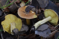 Tricholoma frondosae
