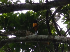 Trogon violaceus