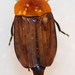 Calosilpha - Photo (c) Natural History Museum:  Coleoptera Section, algunos derechos reservados (CC BY-NC-SA)