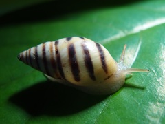 Drymaeus vincentinus