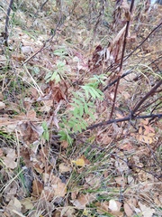Lathyrus palustris pilosus