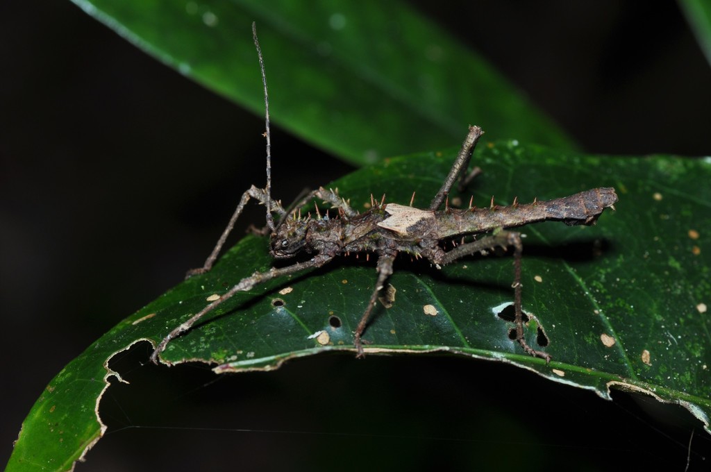 Haaniella parva