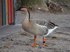Anser cygnoides