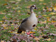 Alopochen aegyptiaca