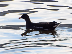 Gallinula chloropus