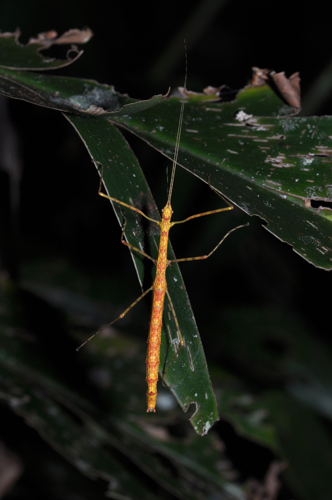 Necroscia laterala