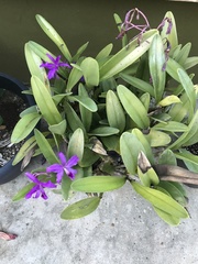 Guarianthe