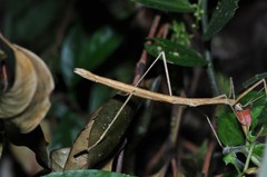 Acacus