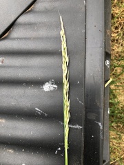 Arrhenatherum elatius bulbosum