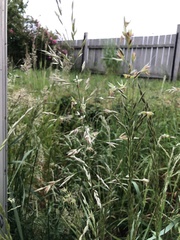 Arrhenatherum elatius bulbosum