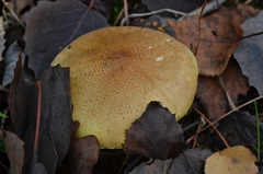 Tricholoma frondosae