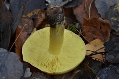 Tricholoma frondosae