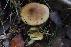 Tricholoma frondosae