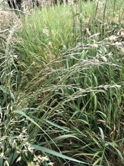 Arrhenatherum elatius bulbosum