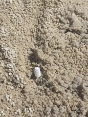 Leptuca leptodactyla