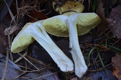 Tricholoma frondosae