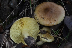 Tricholoma frondosae
