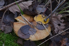 Tricholoma frondosae