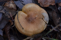 Tricholoma frondosae
