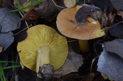 Tricholoma frondosae