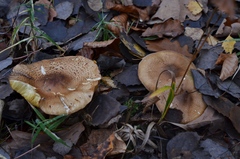 Tricholoma frondosae