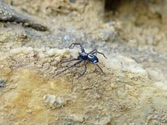 Pulchellodromus pulchellus