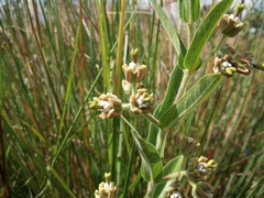 Oxypetalum capitatum