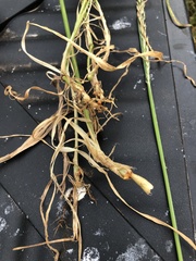 Arrhenatherum elatius bulbosum