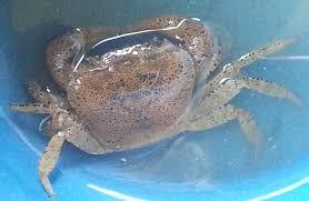 Oziotelphusa minneriyaensis