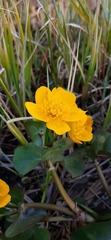 Caltha palustris palustris