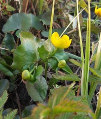 Caltha palustris palustris
