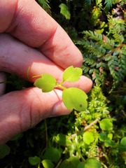Ranunculus membranifolius
