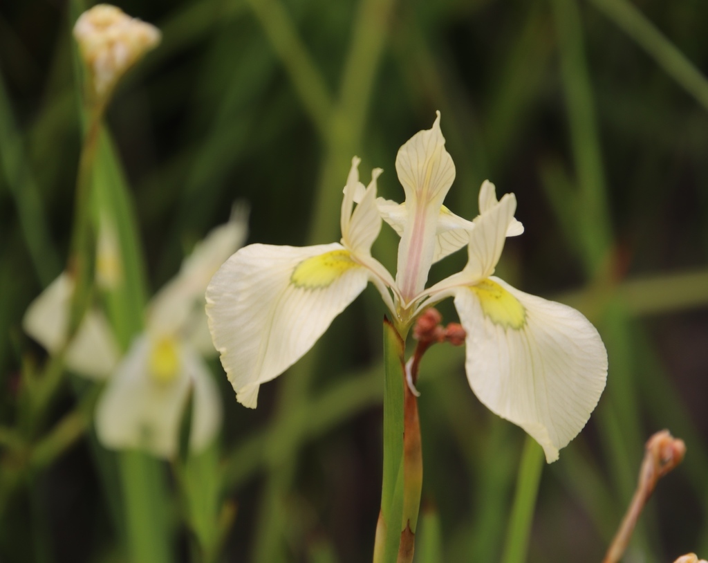 Moraea cooperi