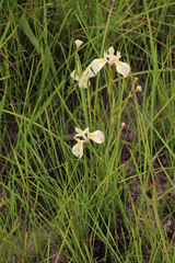 Moraea cooperi
