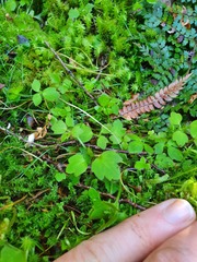 Ranunculus membranifolius