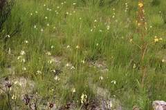 Moraea cooperi