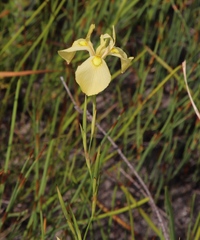 Moraea cooperi