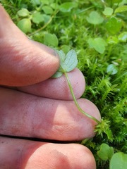 Ranunculus membranifolius