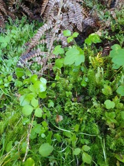 Ranunculus membranifolius