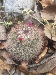 Mammillaria rhodantha fera-rubra