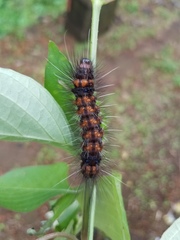 Agyrta