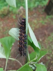 Agyrta