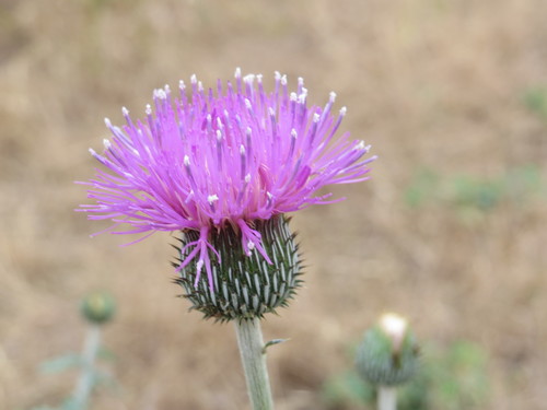 Image of Engelmann's Thistle by (c) Michael D Fox, some rights reserved (CC BY)