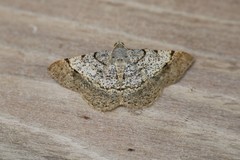 Frederickia flaviterminata