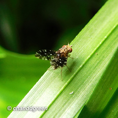 Homoneura trypetoptera