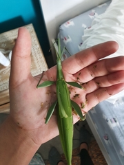 Tropidoderus childrenii