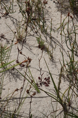 Disa flexuosa