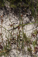 Disa flexuosa