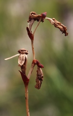 Disa flexuosa