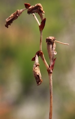 Disa flexuosa